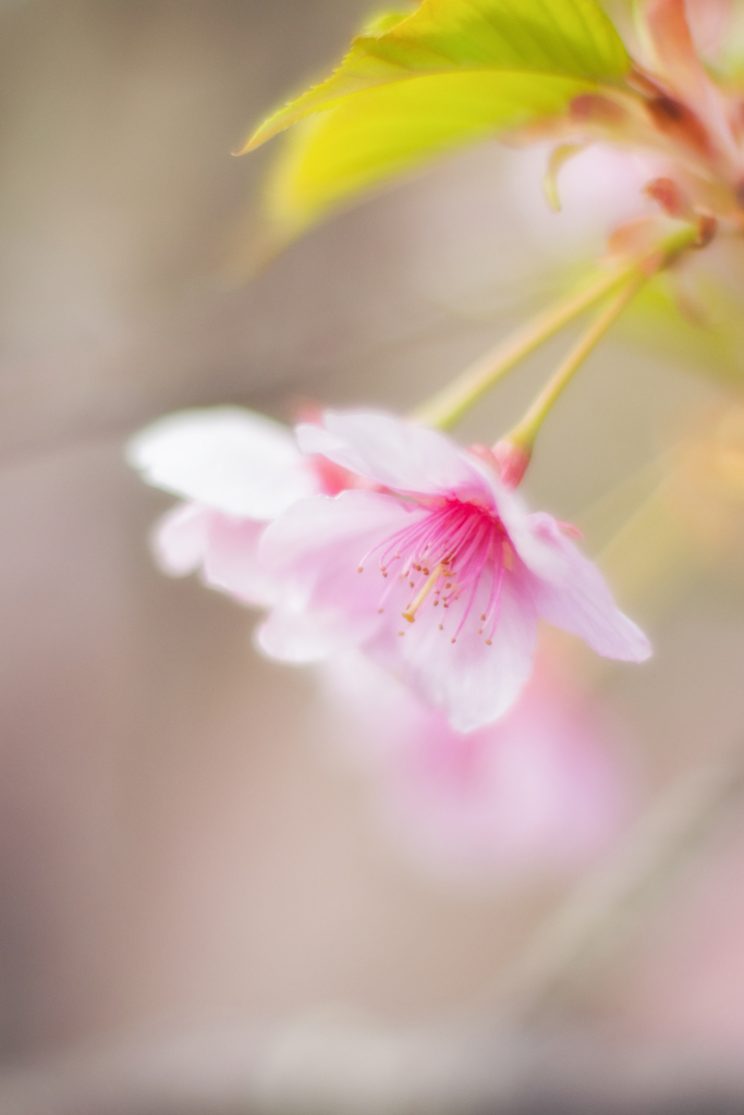 Spring Blooms