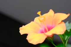 今朝のワンショット
