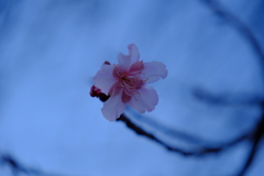 真冬に河津桜