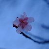 真冬に河津桜