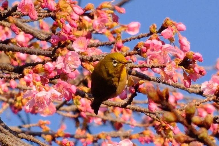 今朝のワンショット