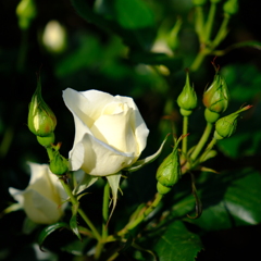 春薔薇の季節到来