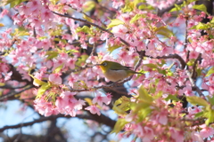 今朝のワンショット
