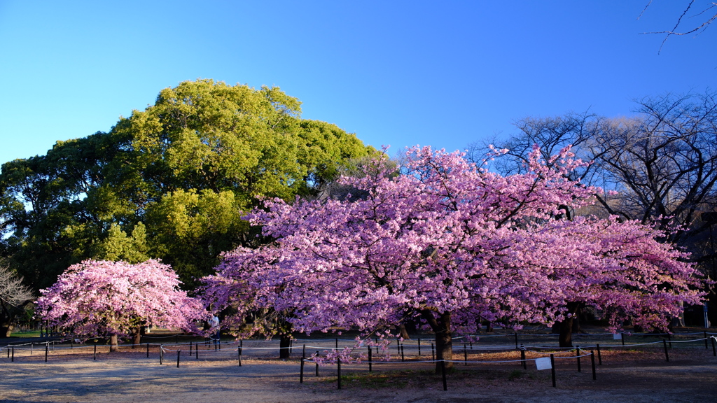 Spring has come