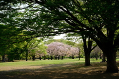 欅のトンネルの先に桜