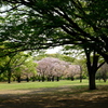 欅のトンネルの先に桜