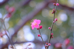 今朝のワンショット