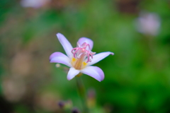 今朝のワンショット
