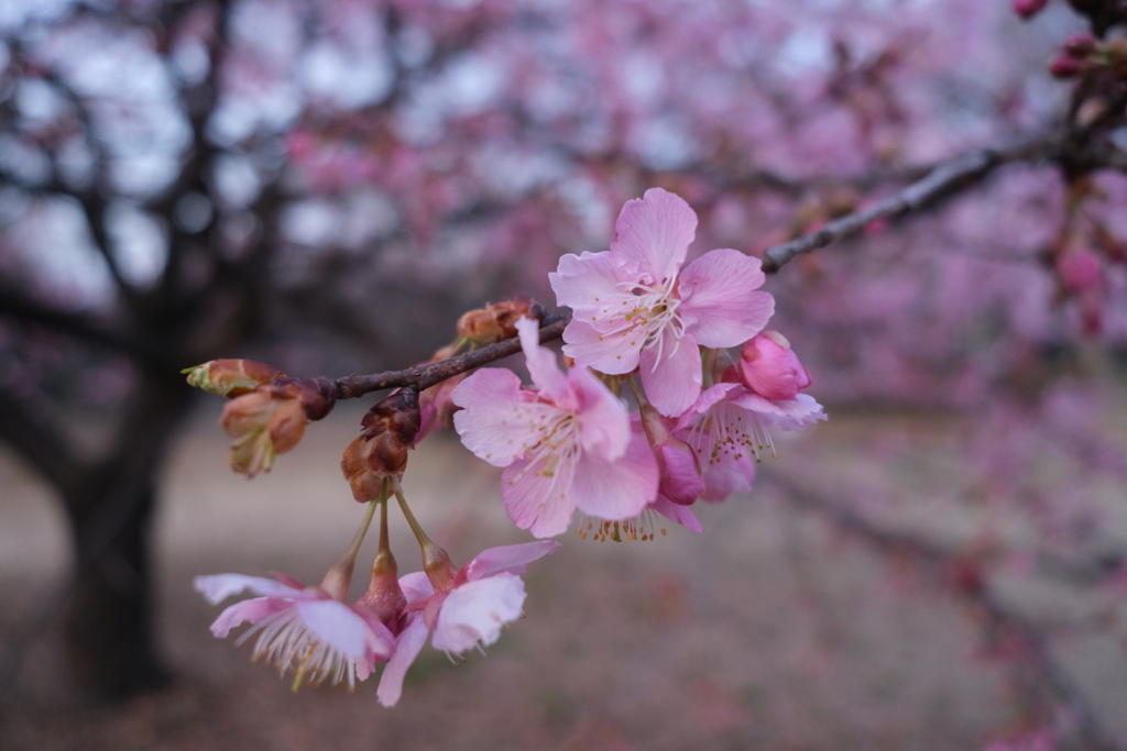 河津桜満開