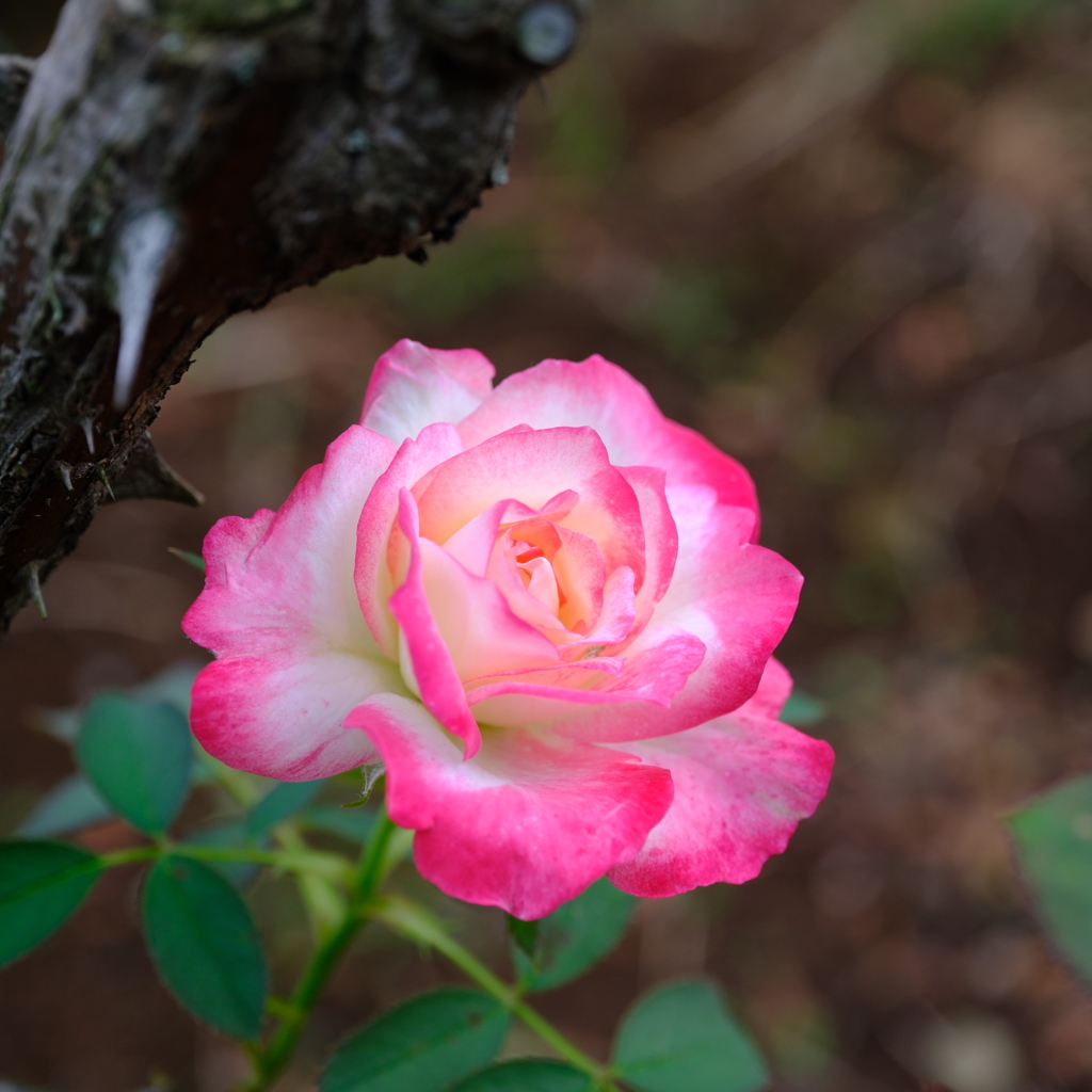 咲き始めた秋の薔薇