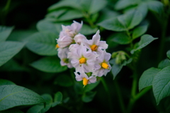 ジャガイモの花