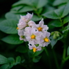 ジャガイモの花