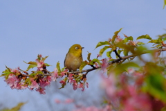今朝のワンショット