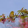 今朝のワンショット