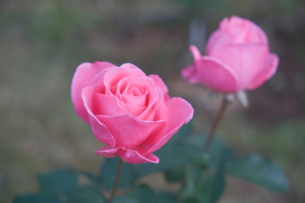 今朝のワンショット