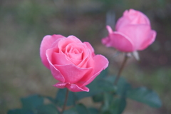 今朝のワンショット