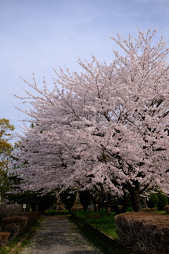 生まれて初めての岐阜の桜