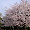 生まれて初めての岐阜の桜