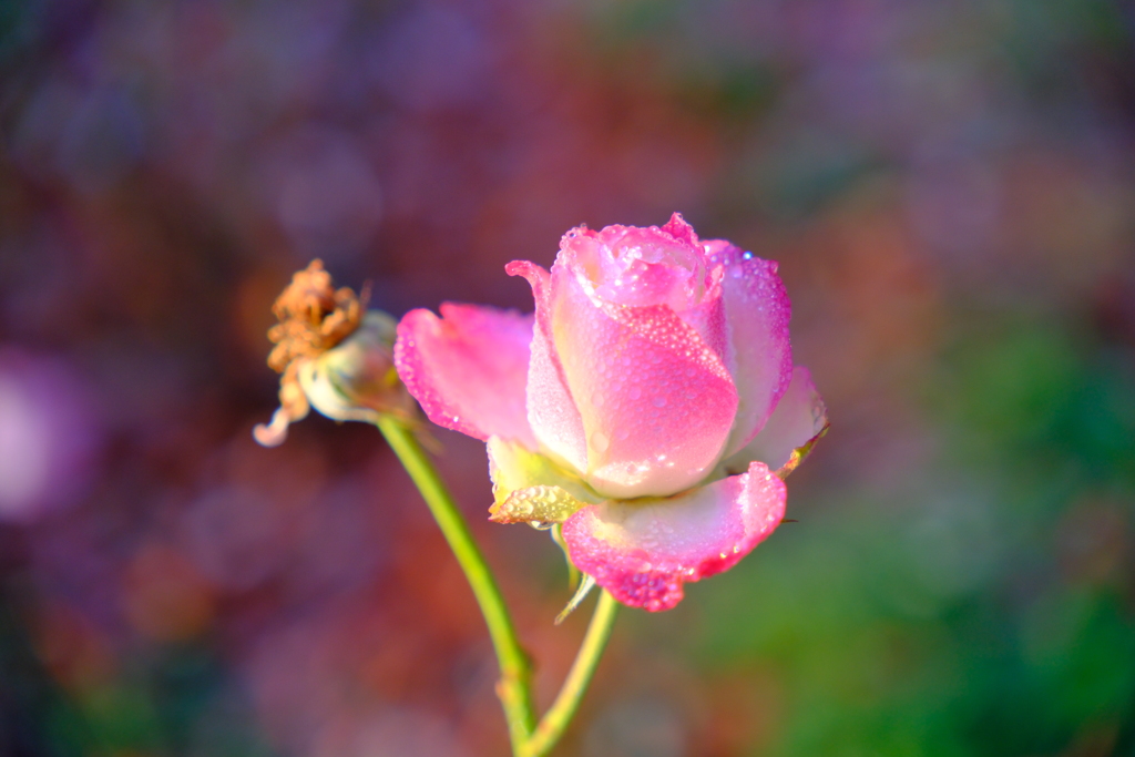 今朝のワンショット