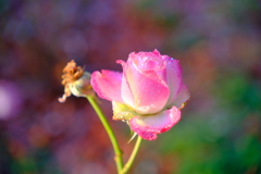 今朝のワンショット