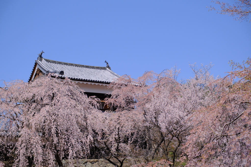 桜には青空