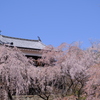 桜には青空