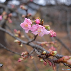 河津桜