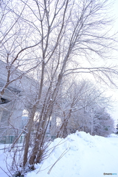 真冬に