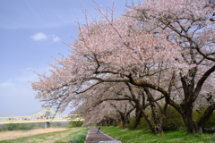 橋と桜