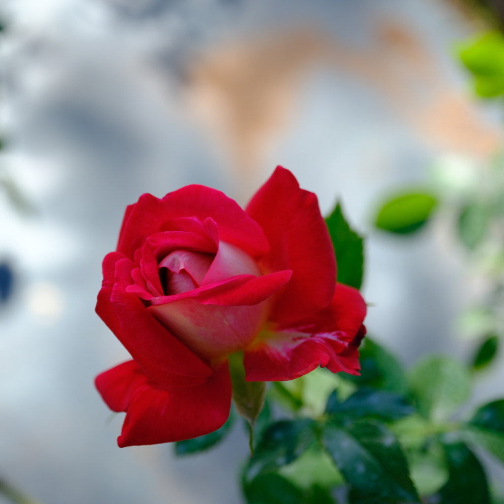 今朝のワンショット