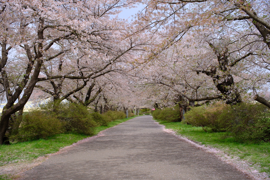 さくら道