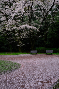 桜吹雪