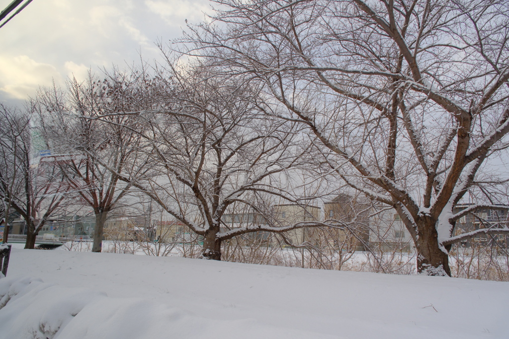 今朝のワンショット