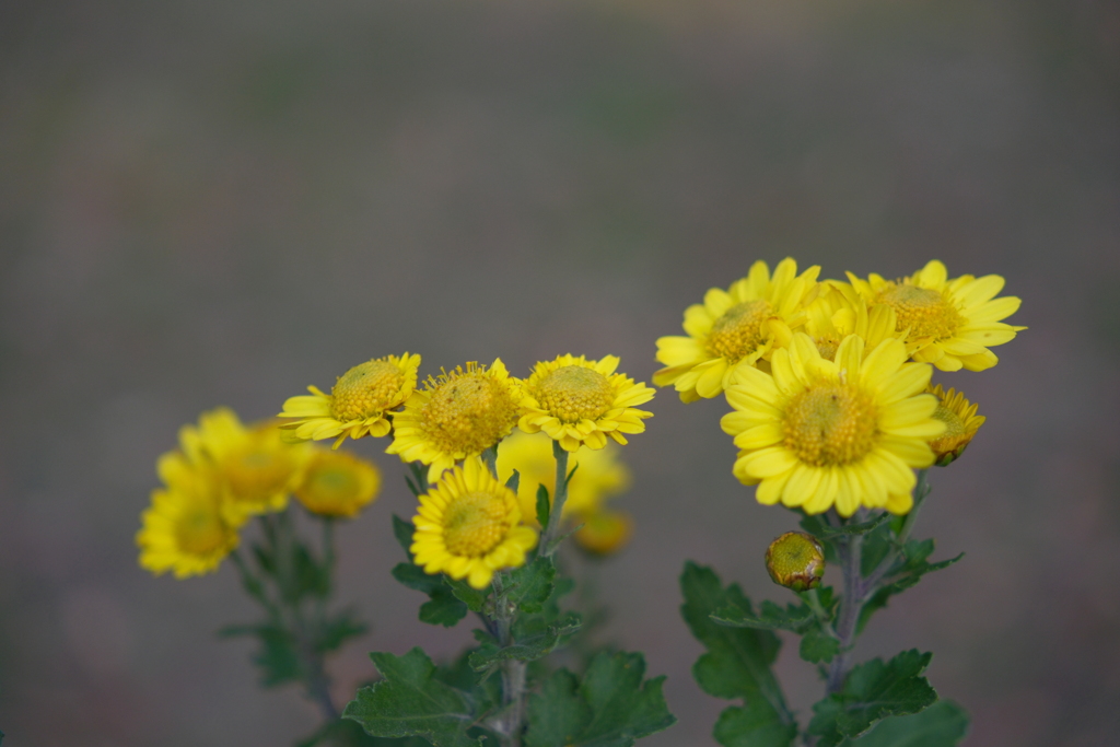今朝のワンショット