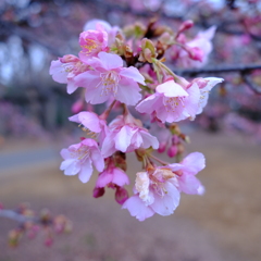 河津桜