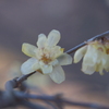 早春