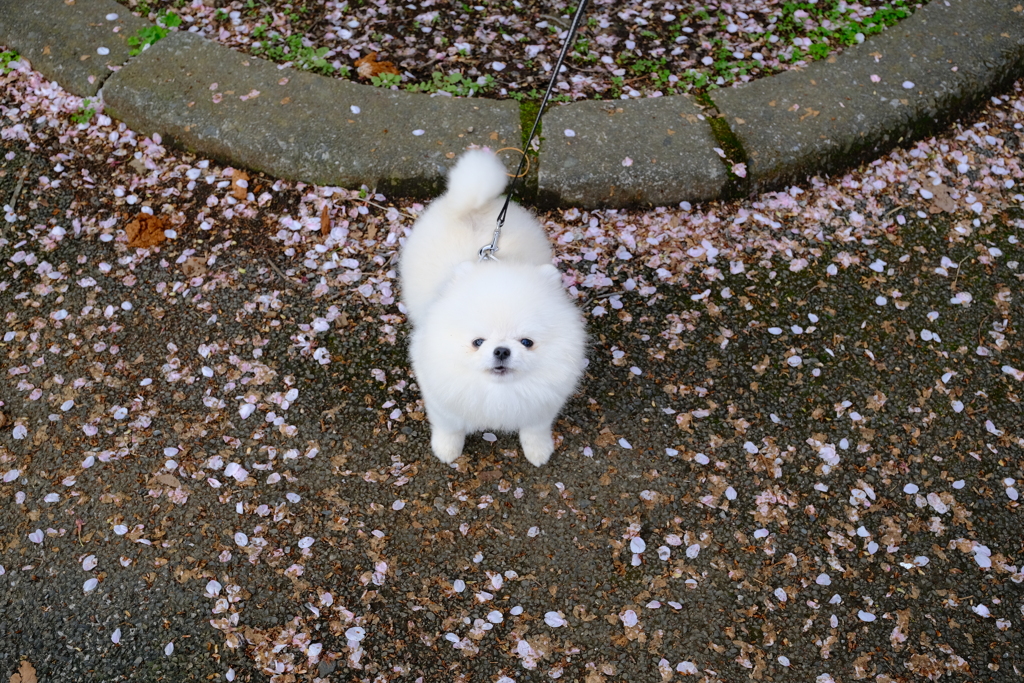 お腹へってます　何かください