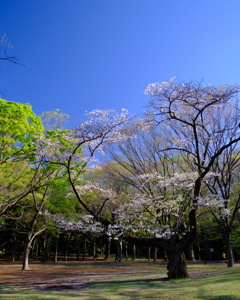 老木と青空