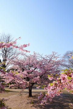 早くも葉桜
