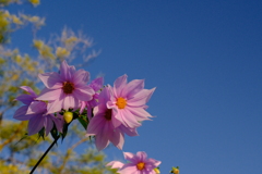 今朝のワンショット