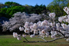 今朝のワンショット