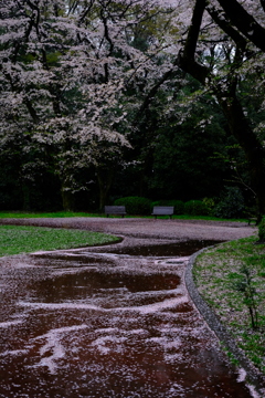 雨の桜も