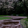 雨の桜も