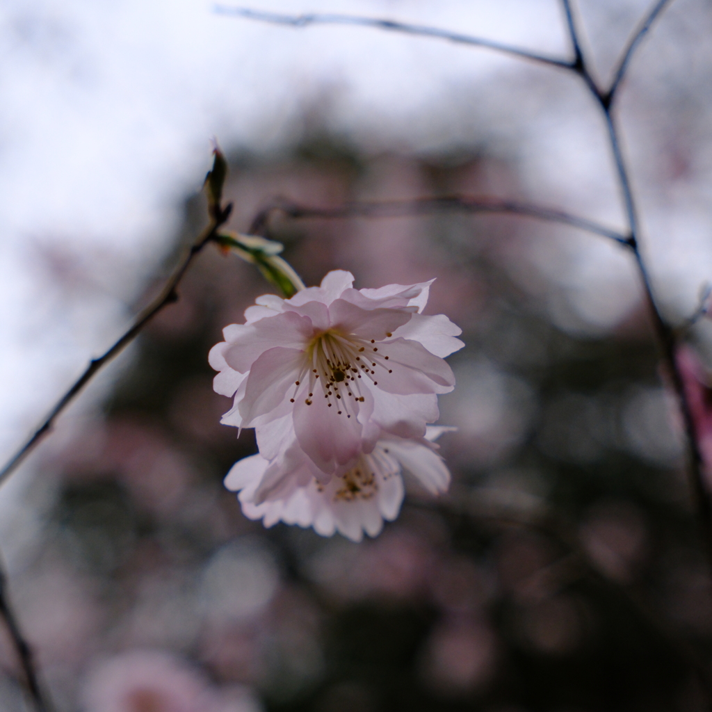 八重紅江戸彼岸桜