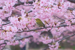 今朝のワンショット