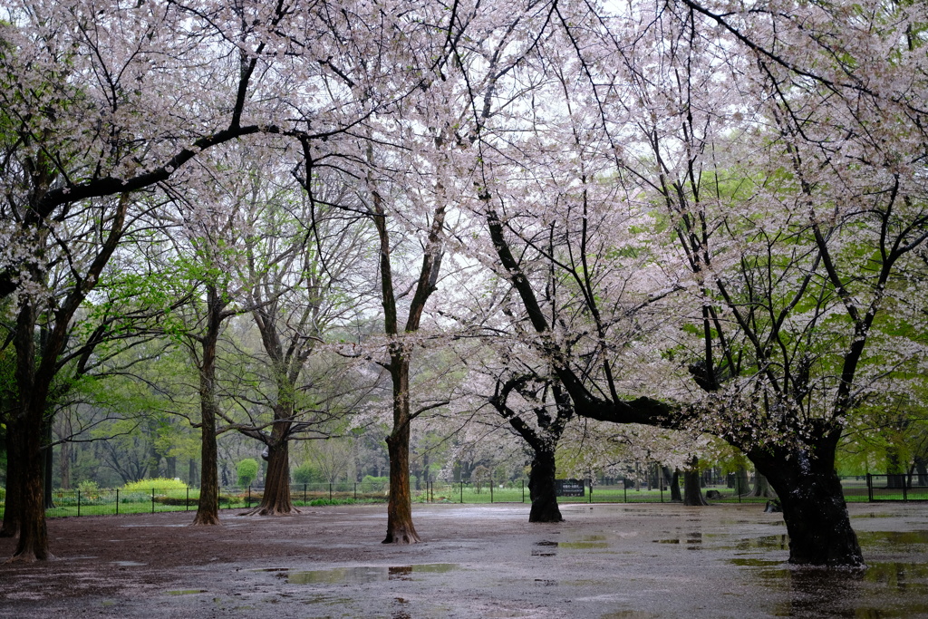 雨の朝に桜