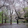 雨の朝に桜