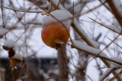 今朝のワンショット