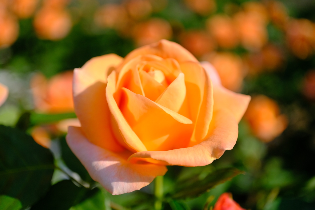 春の薔薇