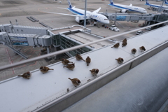 Sparrow Airport